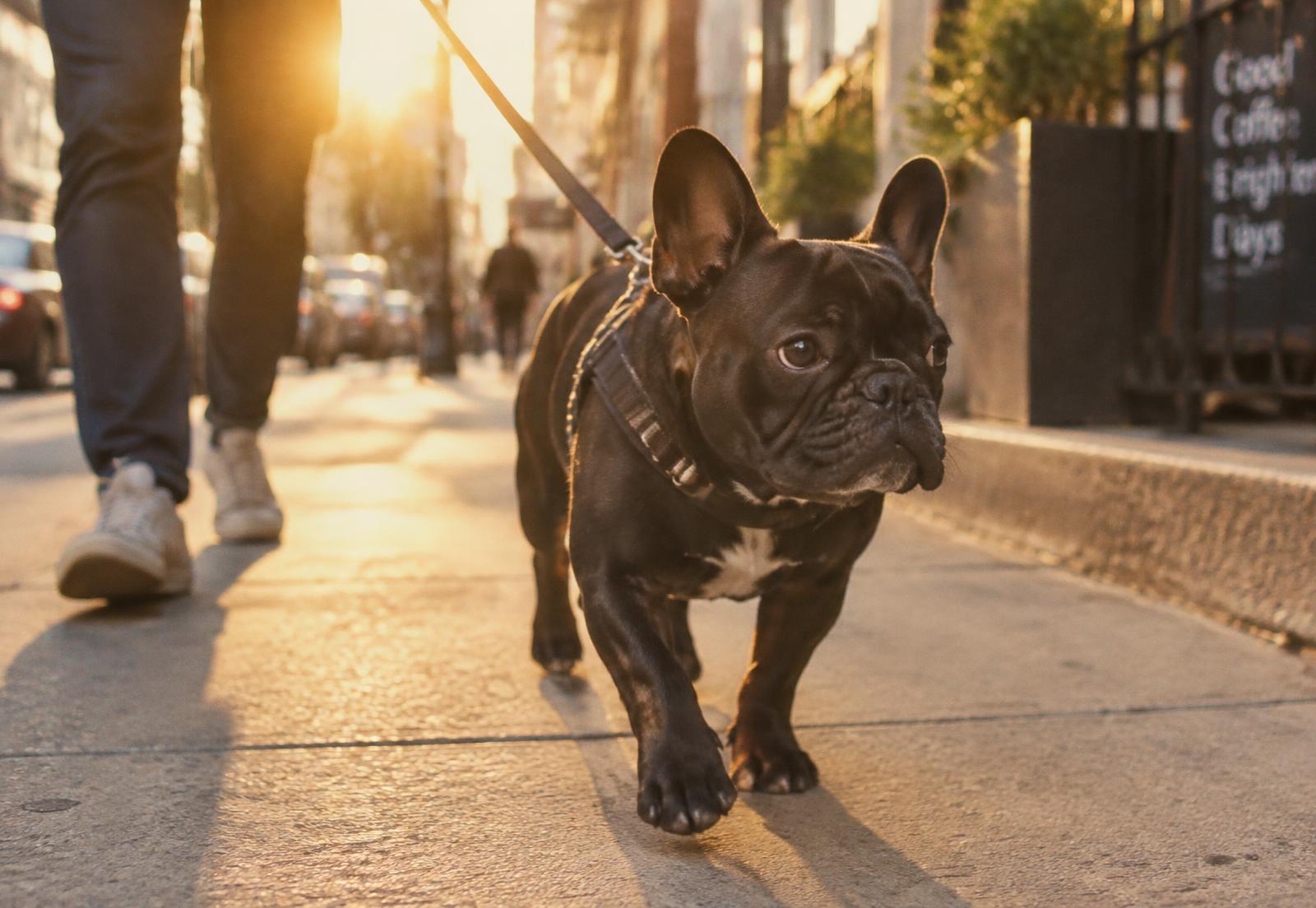 A black French bulldog walking on a leash beside its walker at golden hour